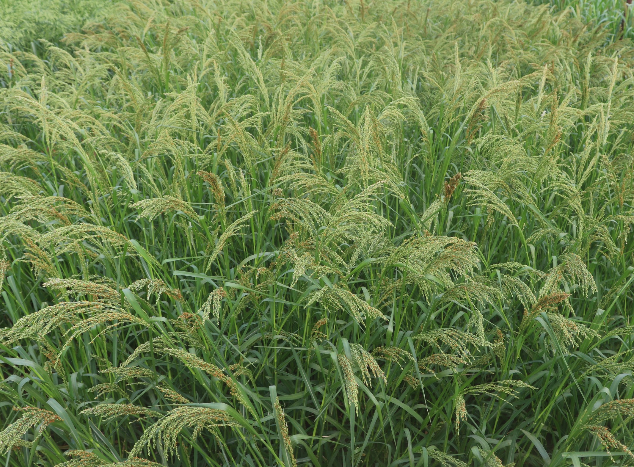Seed photo